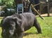 Black labrador pup female
