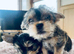 2 female yorkies ready for their forever home