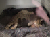 Female maine coon
