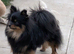 KC registered Pomeranian bitch