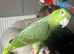 Extremely rare mealy x yellow crowned Amazon
