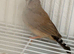 Pair of fawn and pied zebra finch