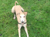 Lurcher X