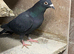 Coloured Racing Pigeons