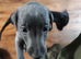Bedlington whippet puppies.