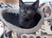 Kittens for sale waiting for there forever homes