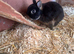 Male&Female Netherland Dwarf