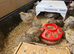 Jumbo Japanese Quail