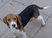 Young Beagle for Sale in Northern Ireland