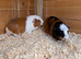2 adult female guinea pigs pigs