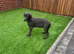 Gorgeous Weimaraner - Female
