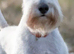Schnauzer STUD WHITE K C REG
