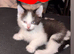 12 week old kitten