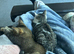 2 6 month old kittens
