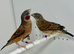 Beautiful pair of Cut-throat finches for sale