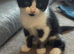 Kitten