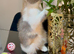 1 Persian kitten 1 British shorthair hair kitten