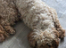 Cockapoo female