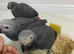 Super tame African grey babies