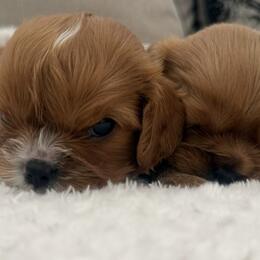 Trentdale Spaniels