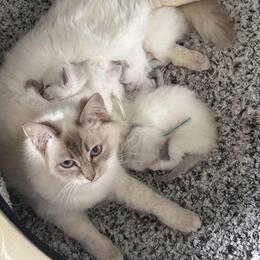 Tender paws