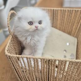 Saima