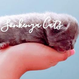 Sonkenya Cats