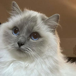 Hamisa cats