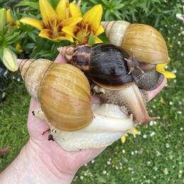 TheSnailRoom