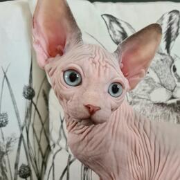 Sphynx Kittens