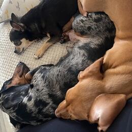 TheHomeOfMiniDoxie&rsquo;s 