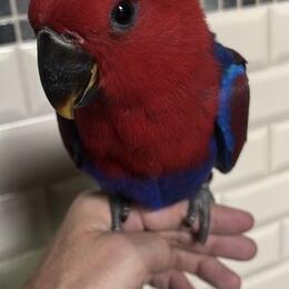 sam