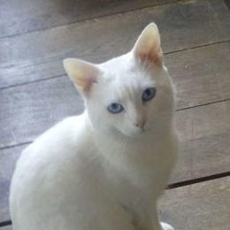 Galia