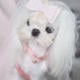 Winter Wonderland Maltese