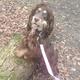 Margaret Perkins Majestic Paws Home Breeding
