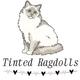TintedRagdolls