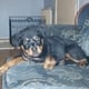 German Rottweiler