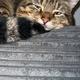Pet lover 