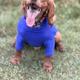 braveshotgundogs