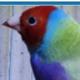 Love Goldfinch