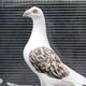 Racing pigeon