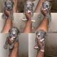Rocky puppies