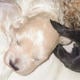 maltipoo