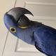 Mr Macaws