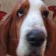 Suaisa basset Hounds