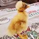 Wayside Poultry & Waterfowl