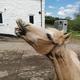 donnaequine