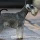 atiyah miniature schnauzers