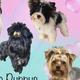 Dream Puppys