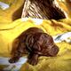 Prestigious Puppies South West